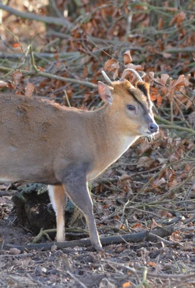 Sika stag by road